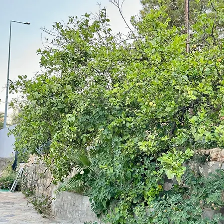 Guest house Rose Patara